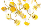 Chamomile - Image 3