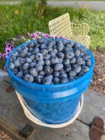 Blueberry Blossom Honey – Pure Michigan, 8 oz Glass Jar - Image 3